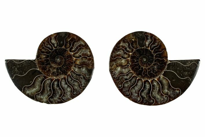 Cut & Polished, Agatized Ammonite Fossil - Madagascar #344087